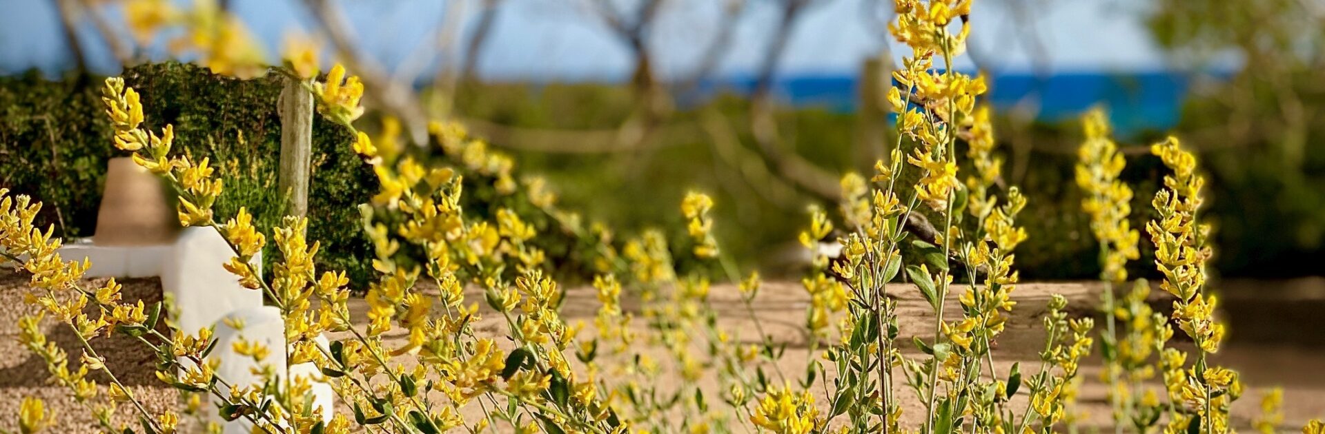 Yellow oxalis in Formentera during Spring