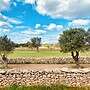 Olive trees in rural Formentera countryside in spring with dry stone walls and blue sky